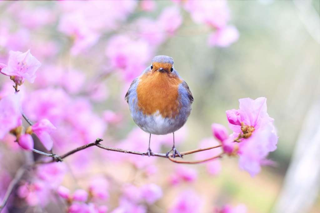 Preparing for Spring